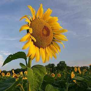 Cara Menanam Bunga Matahari yang Tepat